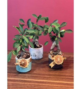 Bodur mini ağaç bonsai